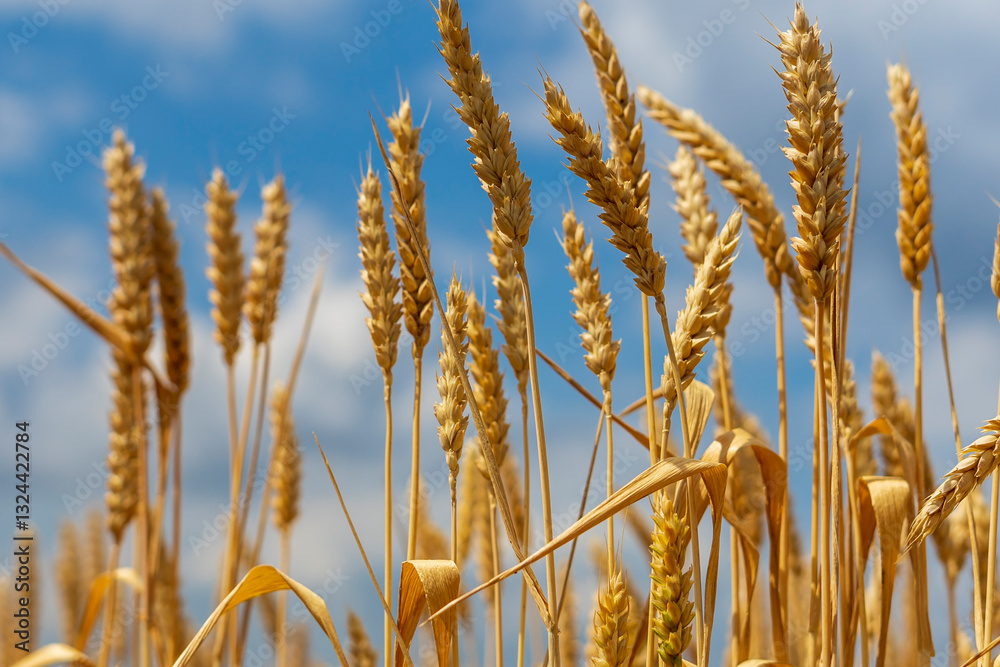 Mature ears of wheat in a field Mature ears of wheat in a field