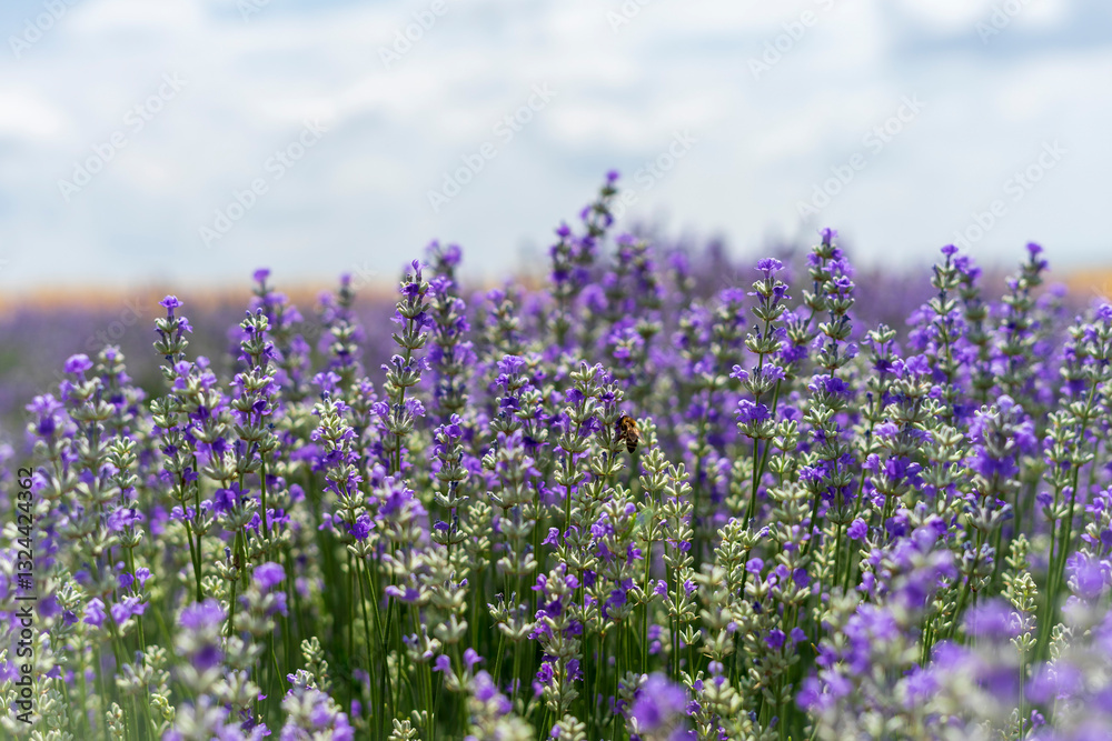 Obraz premium Lavender field in bloom, purple flowers