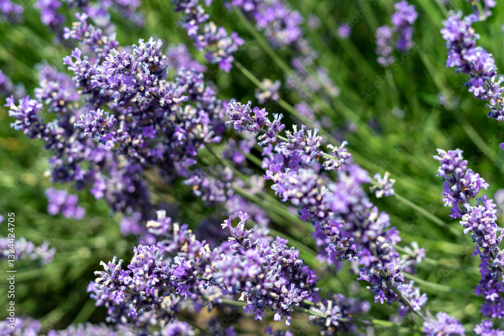 Obraz premium Lavender field in bloom, purple flowers