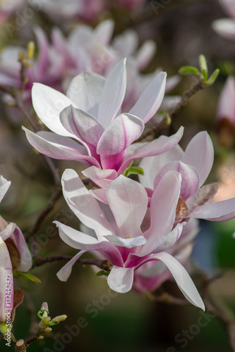Obraz na płótnie Magnolia soulangeana also called saucer magnolia flowering springtime tree with beautiful pink white flower on branches w salonie