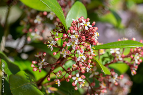 Skimmia japonica rubella japanese flowers in bloom, beautiful ornamental early spring ping white flowering evergreen shrub
