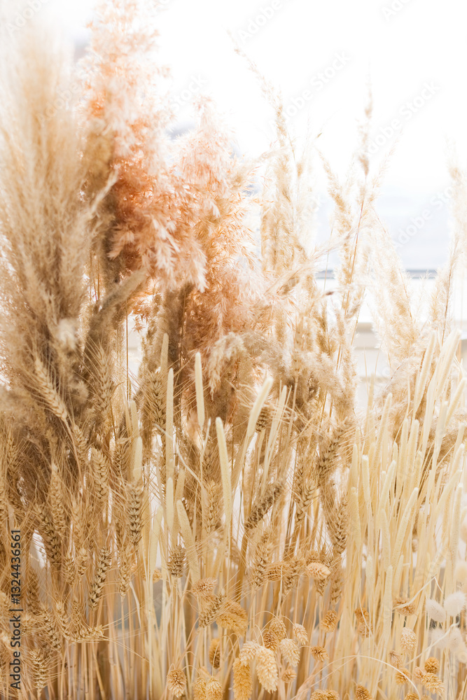Fototapeta premium Dry pampas grass decoration