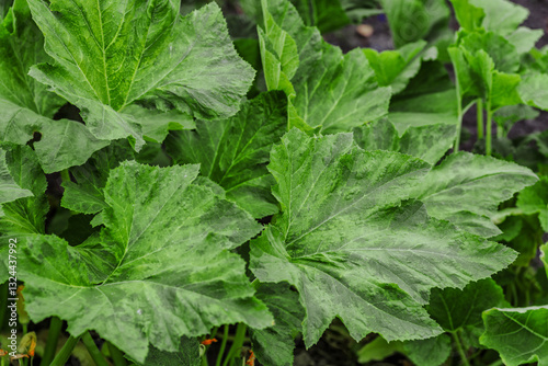 Pumpkin close up.Growing pumpkins in the garden in the garden.A view of a field. Orange pumpkins growing in the garden. Autumn october.
