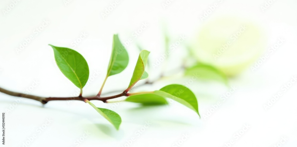Fototapeta premium Small isolated branch on dark white background, leaf, shadowy