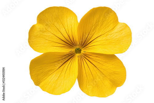 Bright yellow flower with distinct petal veins, cut out