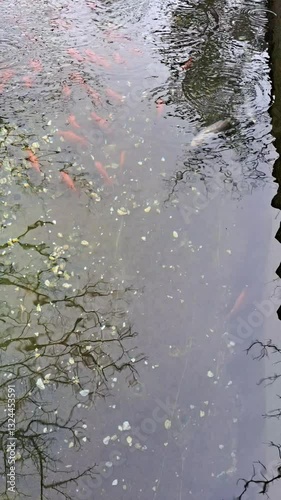 video pesci rossi con riflessi, 4k