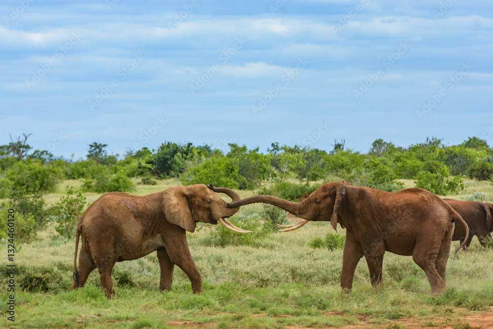 Fototapeta premium Two Elephants lock trucks