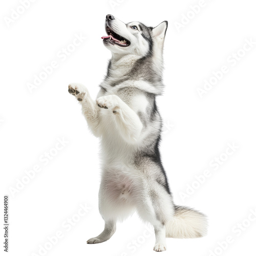 Playful Siberian Husky: Capturing the boundless energy and intelligence of a Siberian Husky in an adorable moment, a playful husky stands on its hind legs, gazing up with joyful anticipation