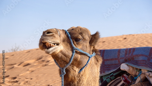 Close up of a dromedary camel (Camelus dromedarius) showing its teeth in the Sahara Desert, outside of Douz, Tunisia