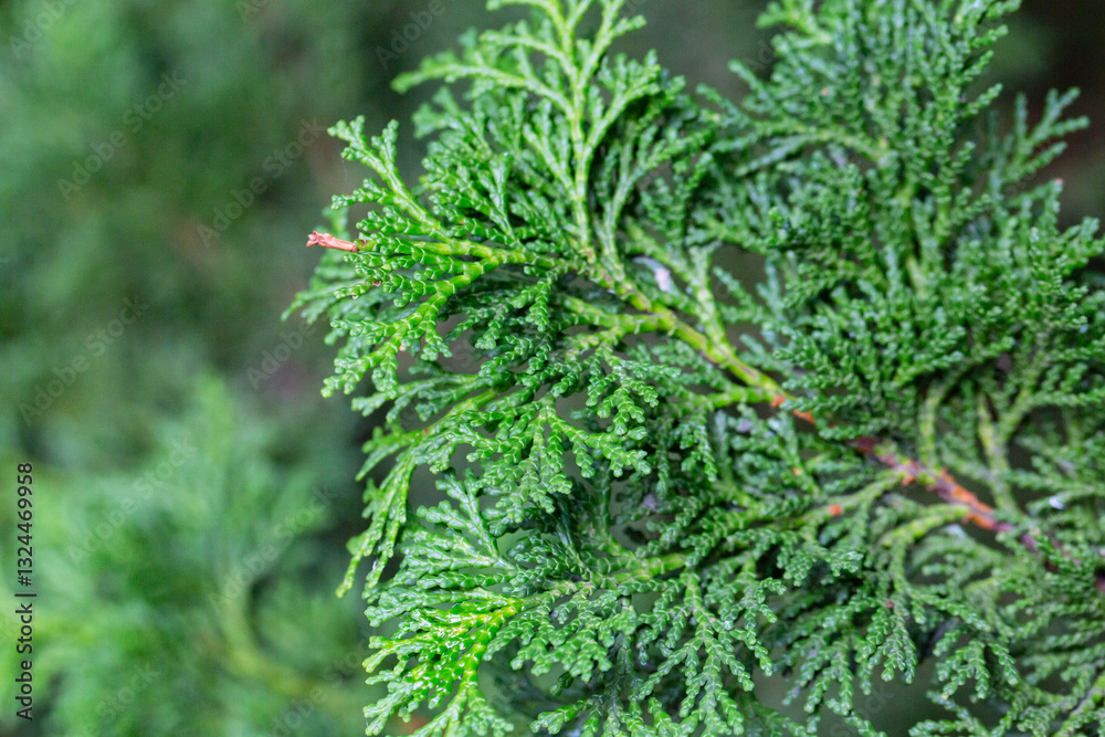 Close-up of the green branches of Chamaecyparis obtusa, selective focus. Close-up of the green branches of Chamaecyparis obtusa, selective focus.