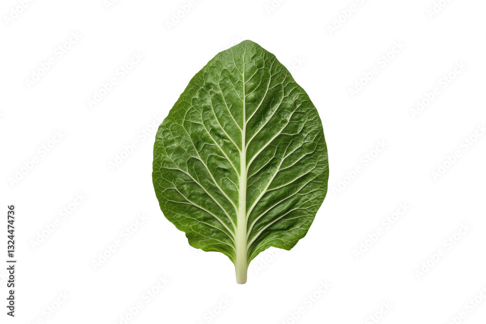 Fresh romaine leaf on white background, cut out Fresh romaine leaf on white background, cut out