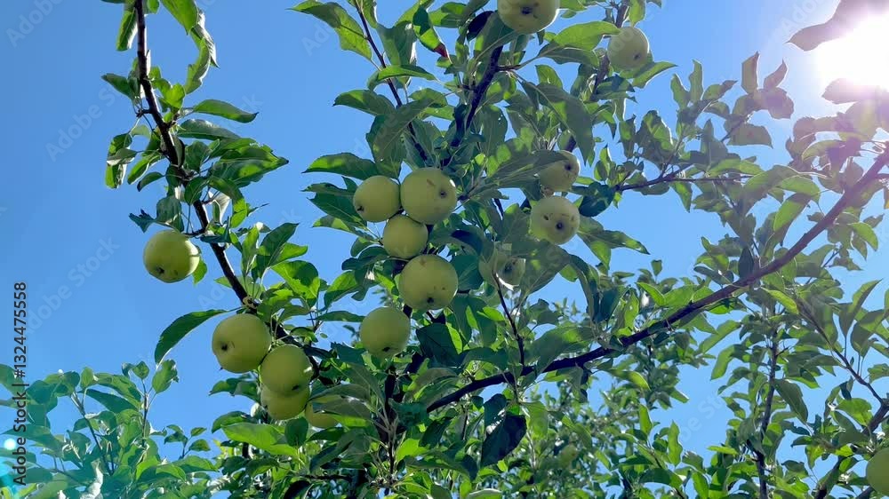 apples grow on a branch of apple tree
apples grow on a branch of apple tree