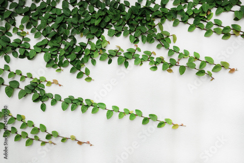 Ficus pumila, Creeping fig or Climbing fig vine creeps up on a white concrete wall.	
