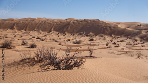 Fototapeta Naklejka Na Ścianę i Meble -  Scrub vegetation growing in a valley surrounded by tall sand dunes in the Sahara Desert, outside of Douz, Tunisia