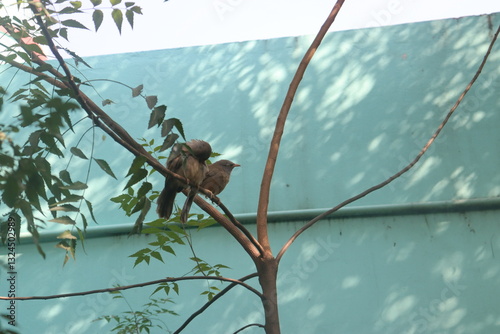 Foto Two small brown birds perched closely on a tree branch with a teal-colored wall in the background, surrounded by green leaves and dappled sunlight