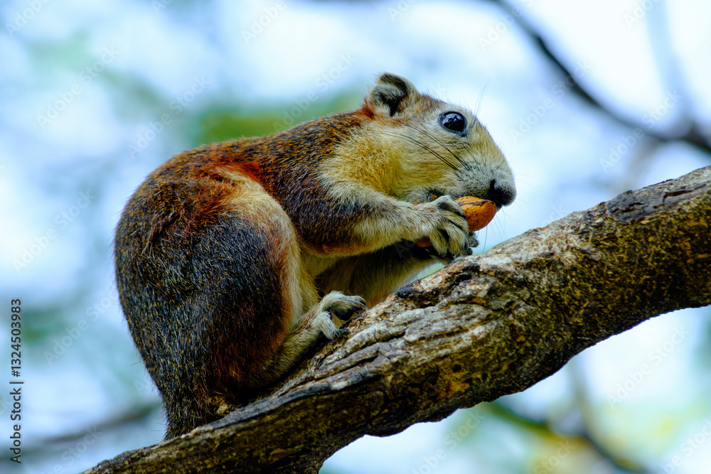 Squirrel eating a nut while perched on a tree branch Squirrel eating a nut while perched on a tree branch