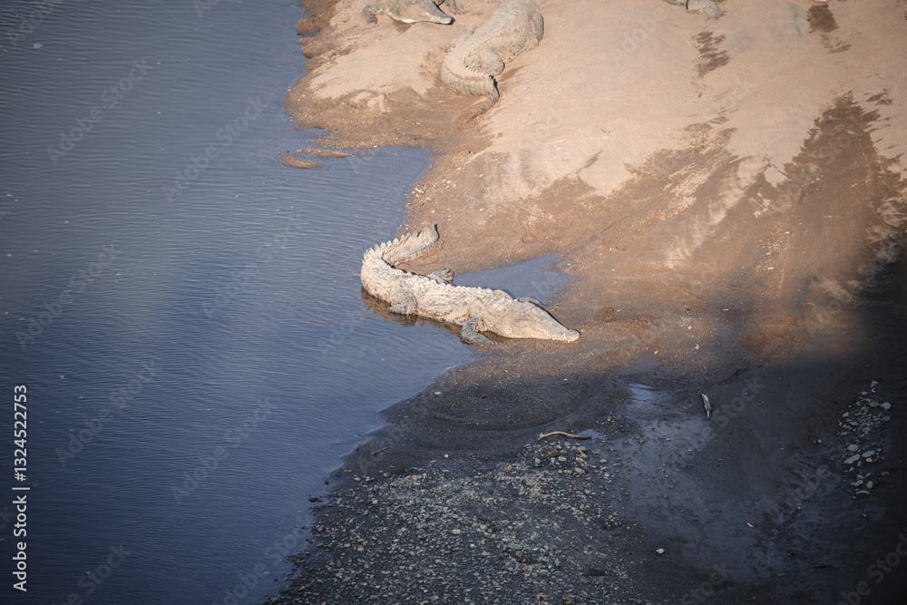 The resting single crocodile on the bank of the Tarcoles river - Costa Rica