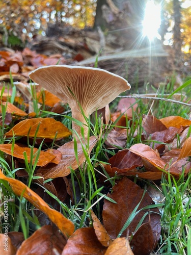 Pilz am Wegesrand