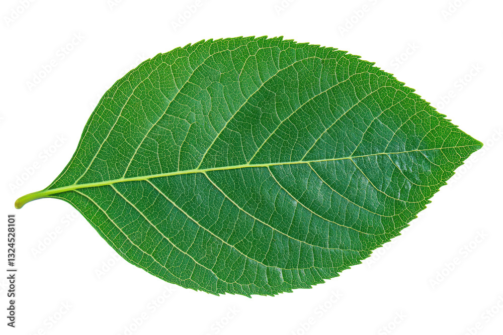 Vibrant green leaf with visible veins and texture, cut out Vibrant green leaf with visible veins and texture, cut out