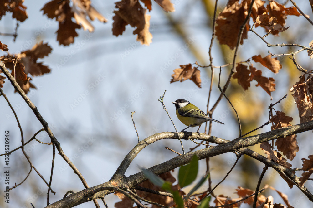 Fototapeta premium Cinciallegra, Parus major, nel bosco invernale.