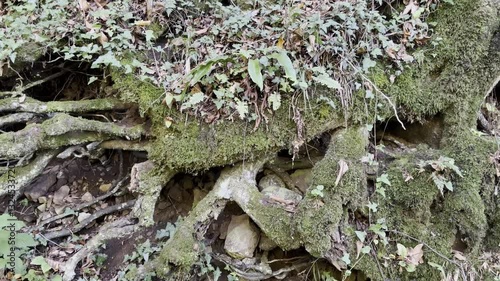 Mossy Tree Roots Intertwined With Rocks and Vegetation in a Forest Setting