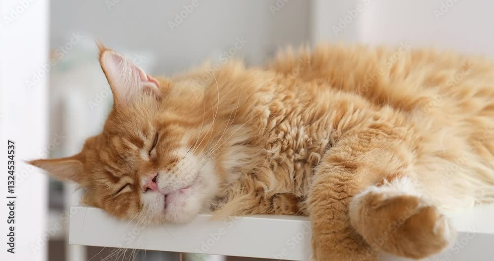 A red Maine Coon cat lying on a table and napping. Close up.