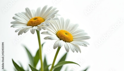 Close-up of two white daisies with yellow centers on a white background. Fresh garden chamomile flowers bloom in spring. Floral blossom with green leaves on clear backdrop.