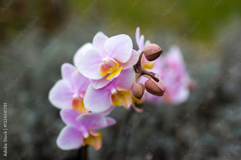 Beautiful orchid flowers - phalaenopsis - on blurred background