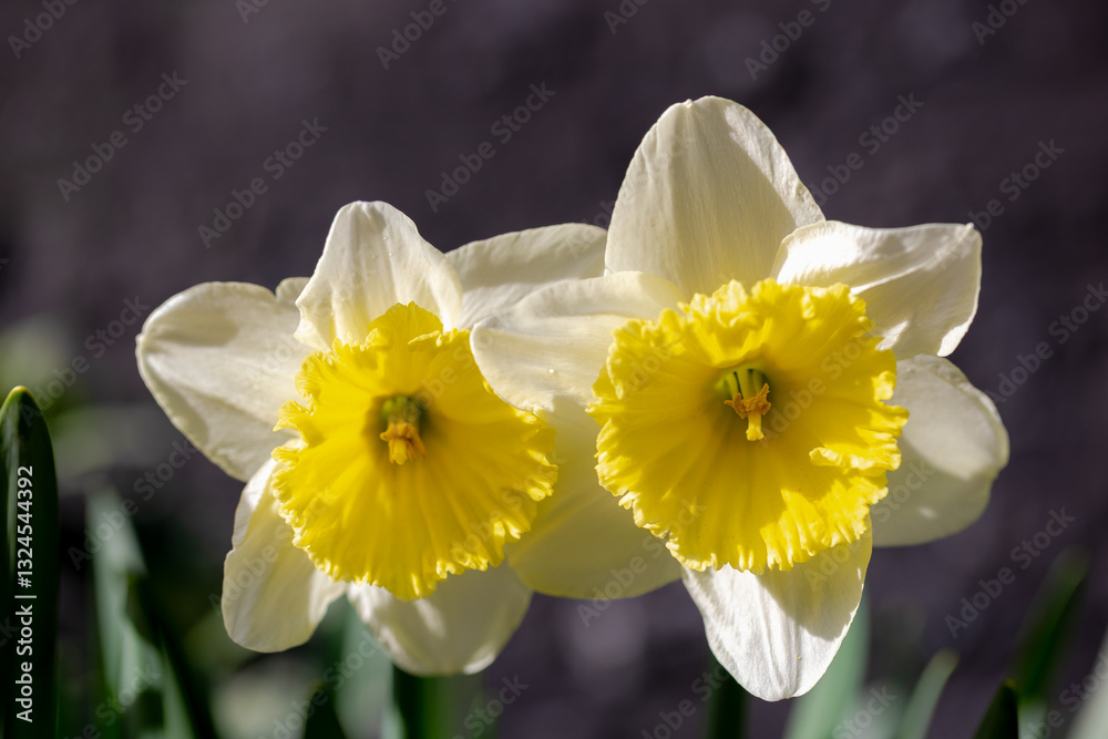 Selective focus of Narcissus with green leaves in the garden, Daffodil is a genus of predominantly spring perennial plants of the amaryllis family, White yellow flowers and sunlight, Nature background Selective focus of Narcissus with green leaves in the garden, Daffodil is a genus of predominantly spring perennial plants of the amaryllis family, White yellow flowers and sunlight, Nature background