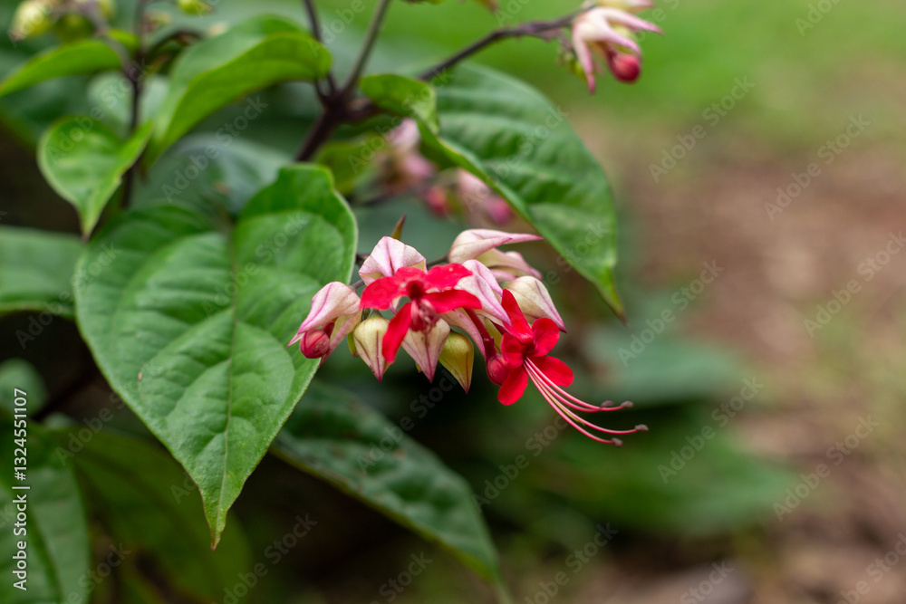 Close-up of Clerodendrum thomsoniae, also known as bleeding heart vine, showcasing its unique red and white flowers Close-up of Clerodendrum thomsoniae, also known as bleeding heart vine, showcasing its unique red and white flowers