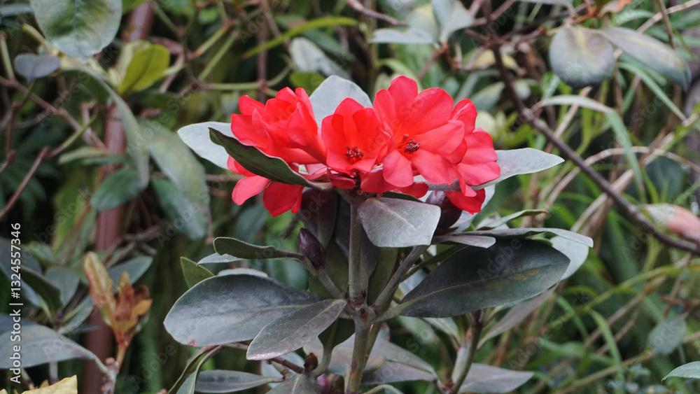 Beautiful inflorescence of deep red Vireya Rhododendron flowers. Vireyas are a diverse group of tropical plants, native to S.E. Asia and produce blooms of vibrant colors, with many hybrid cultivars.