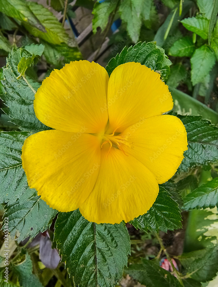 Sage Rose or Yellow Alder or Yellow Buttercups or Turnera ulmifolia