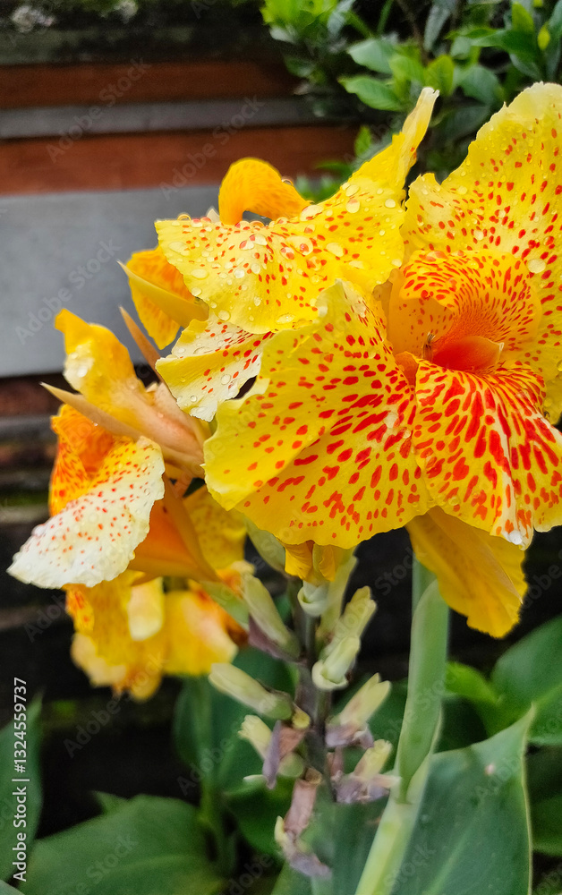 Canna Yellow King Humbert thrives in warm, moist conditions with full to partial sun exposure.