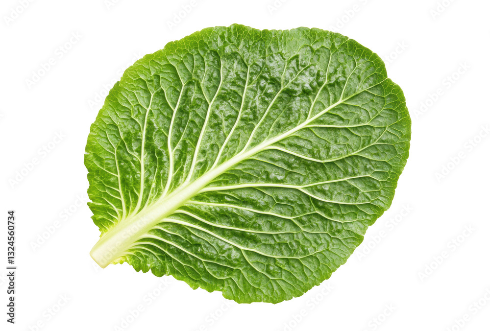 Fresh romaine lettuce leaf with visible veins, cut out Fresh romaine lettuce leaf with visible veins, cut out