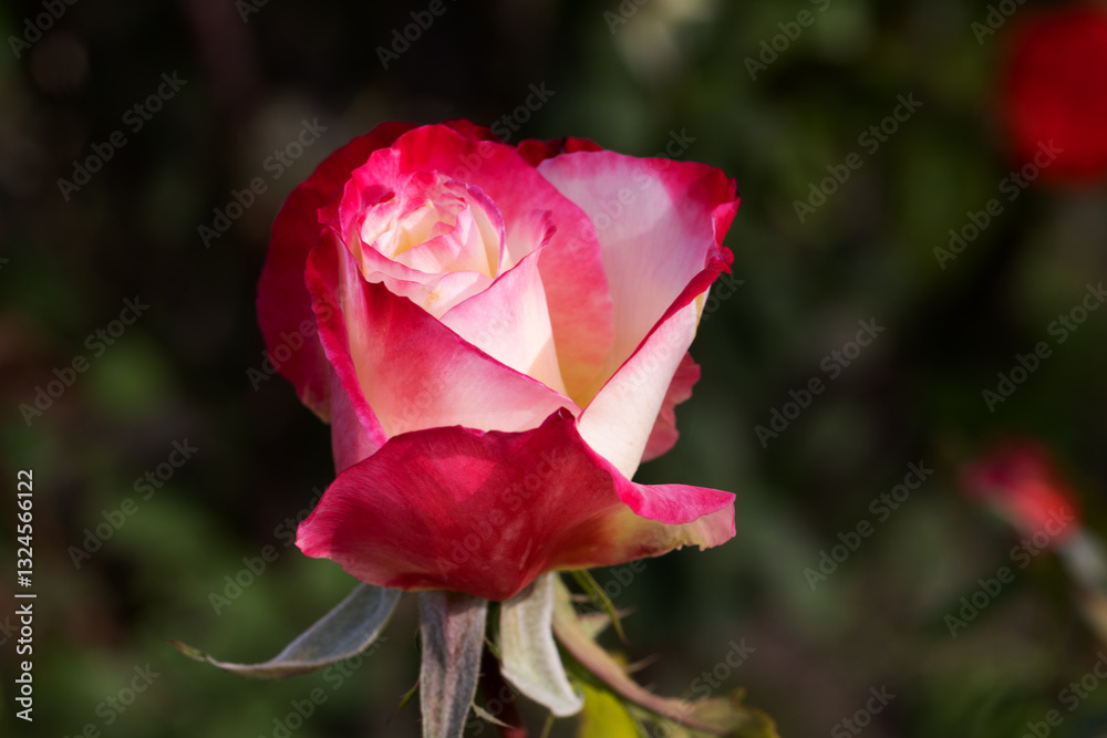Red Rose Flower Bloom Romantic Elegant Beauty Valentine Symbol Love Petals Greeting Card Floral Design Nature Aesthetic Passion Wedding Celebration Decorative Blossom Art Inspiration Red Rose Flower Bloom Romantic Elegant Beauty Valentine Symbol Love Petals Greeting Card Floral Design Nature Aesthetic Passion Wedding Celebration Decorative Blossom Art Inspiration