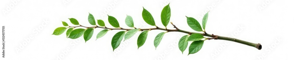Single isolated branch with intricate details on white background, verdant, minimalism, botanical Single isolated branch with intricate details on white background, verdant, minimalism, botanical
