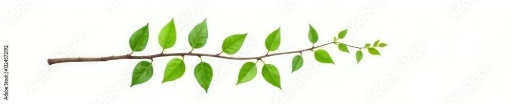 Single isolated branch with leaves on white background, peaceful, botanical Single isolated branch with leaves on white background, peaceful, botanical
