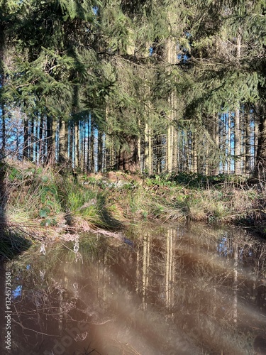 Wasserspiegelung auf dem Rennsteig