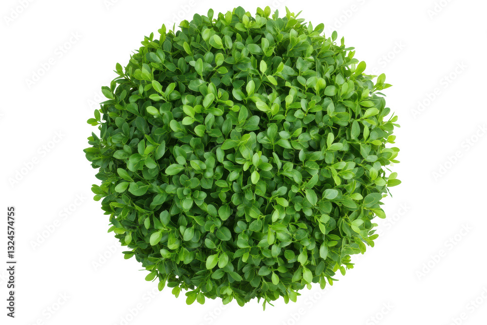 Fototapeta premium Lush green spherical shrub ideal for landscaping, cut out