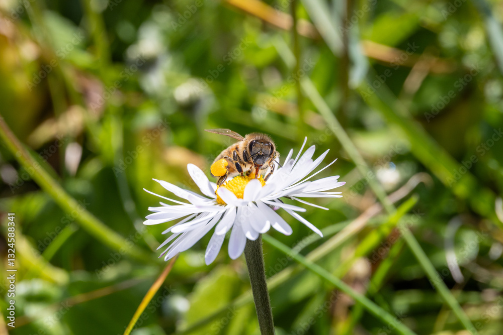 Ape, Apis mellifera scutellata, su fiore primaverile. Ape, Apis mellifera scutellata, su fiore primaverile.