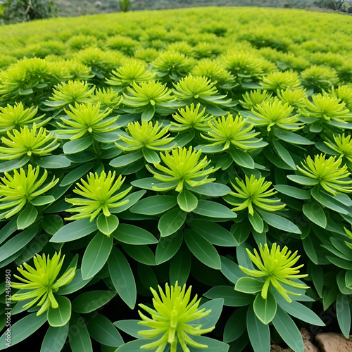 Kate mas (euphorbia heterophylla), a wild grass that has many benefits for herbal medicine.