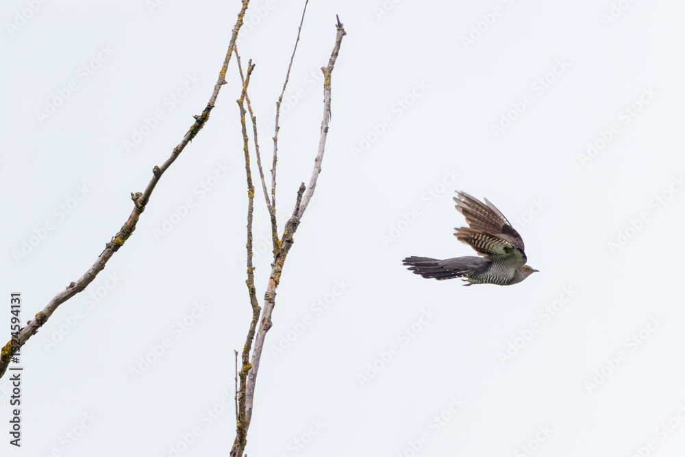Kuckuck im Flug Kuckuck im Flug