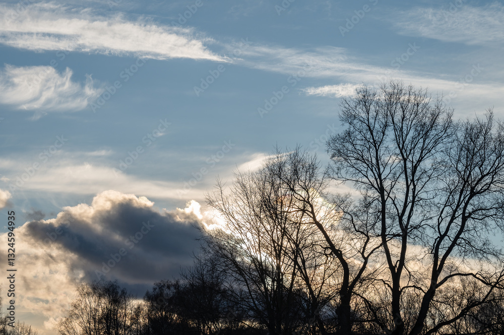 Silhouettes of trees against the sky with clouds. Silhouettes of trees against the sky with clouds.