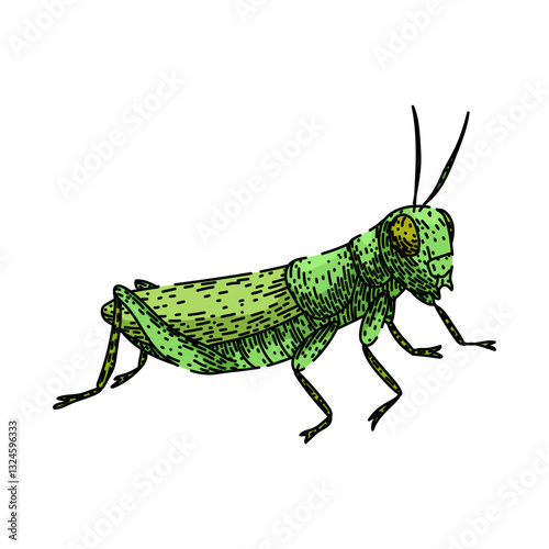 herbivore grasshopper sketch hand drawn vector