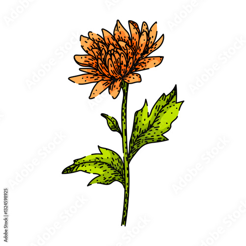 garden chrysanthemum sketch hand drawn vector
