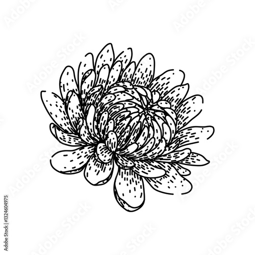petals chrysanthemum sketch hand drawn vector