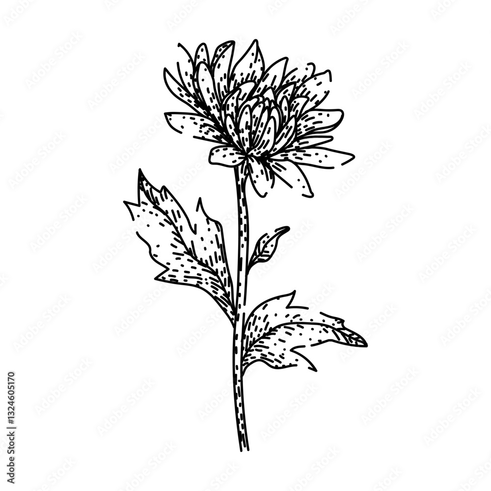 Fototapeta premium garden chrysanthemum sketch hand drawn vector