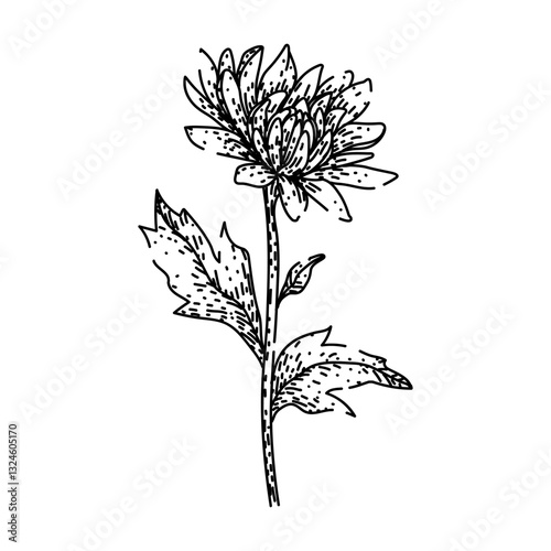 garden chrysanthemum sketch hand drawn vector