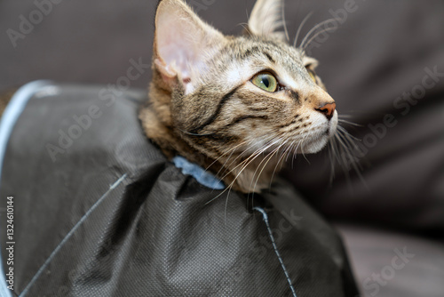 The cat wears a cone collar to protect and prevent licking the wound after sterilization. Neutering the male or female cat. Sick cat concept. wearing Elizabethan collar, plastic, fabric or cloth cone
