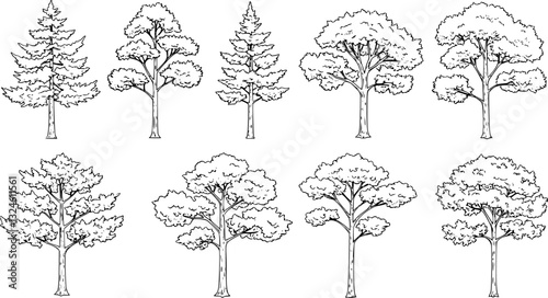 Set of coniferous and deciduous trees for architecture and landscape design, line drawing, contour. Vector illustration
